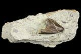 Rare, Serrated, Torvosaurus Tooth Tip - Colorado #152039-1